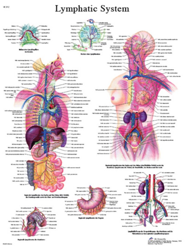 LYMPHATIC SYSTEM CHART 